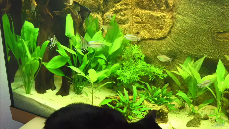 Ich wünscht ich hätt nen Wels! Die Glabra`s kurz nach dem Einpflanzen. von FranklinXQ (7)