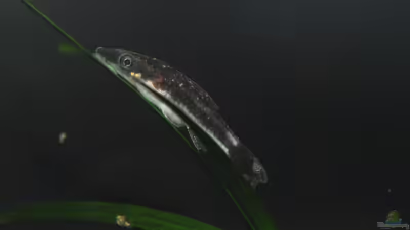 Ichthyophthiriose - Wei??pünktchenkrankheit