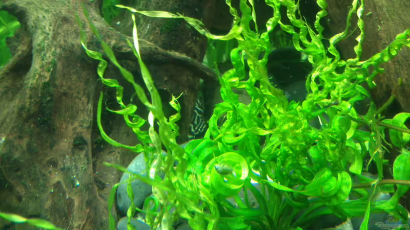 Idefix (L134) von Fuujida (22)