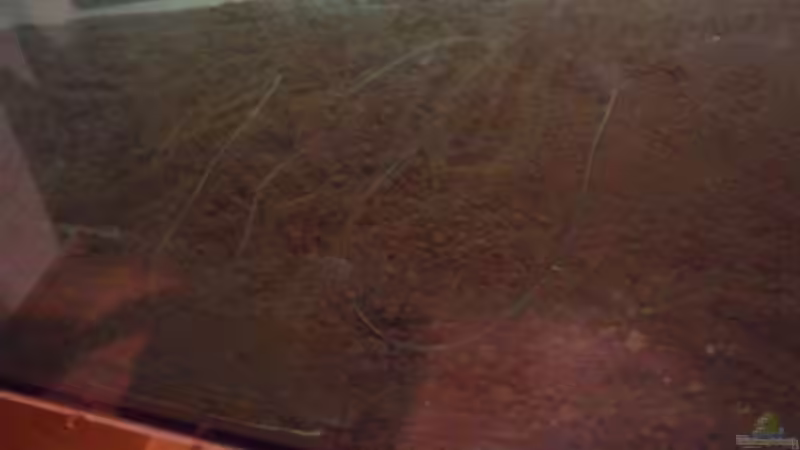 iehhe eine bodenfluterschlange von kleines becken (9)