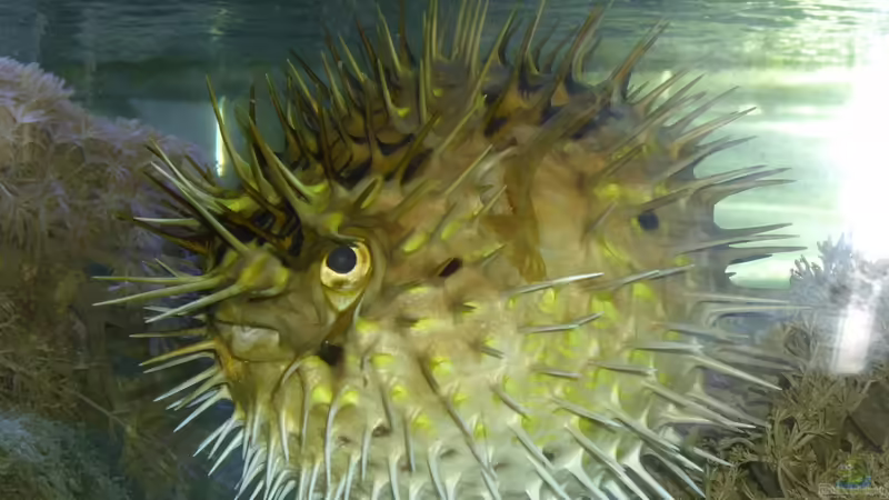 Igelfisch von mr.boomBASCHTIc (18)