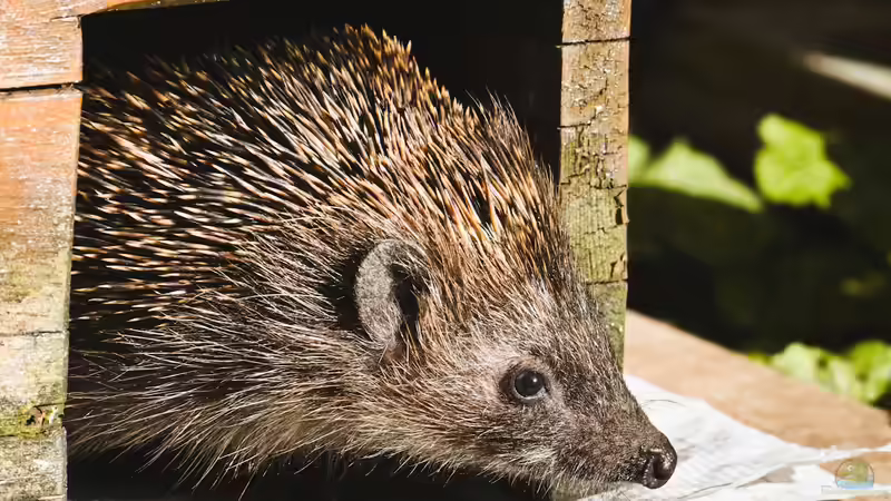 Igelhaus: Ein sicherer Rückzugsort für Gartenbewohner