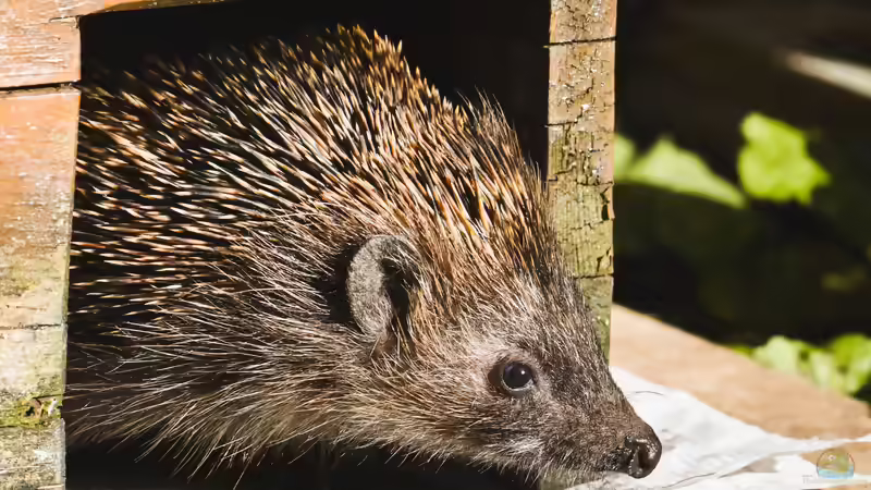 Igeln das Überwintern im Garten ermöglichen