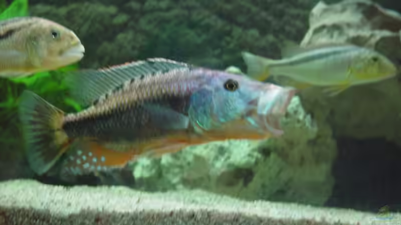 Ihm scheint langweilig zu sein :) von Thomas Knecht (15)