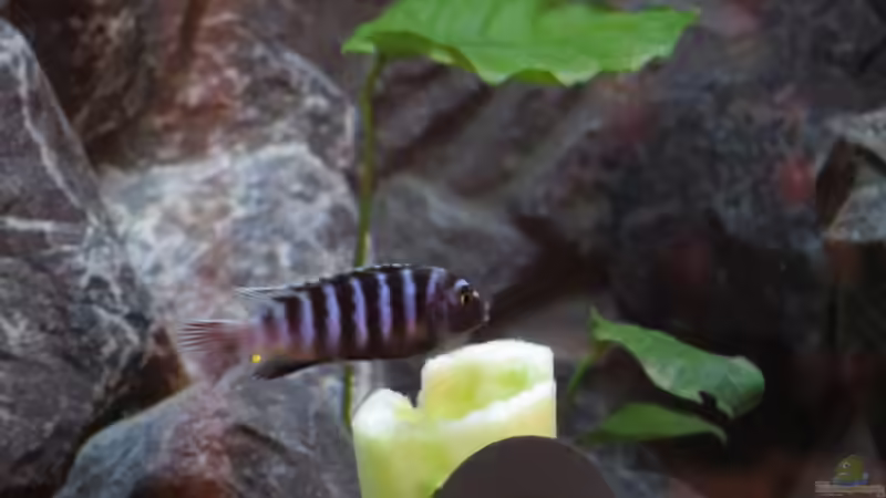 Ihm schmeckt´s von BastiB (66)