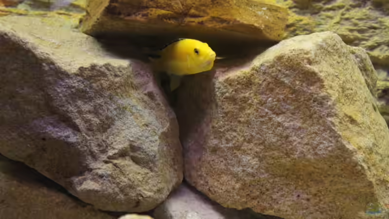 Ihnen geht es gut ^^ von Richy (38)