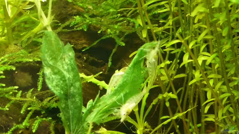 Ihr Leibgericht ´überbrühte Brennessel´ von A. G. (21)