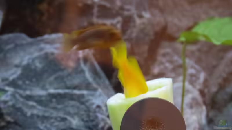 Ihr schmeckt´s auch von BastiB (67)