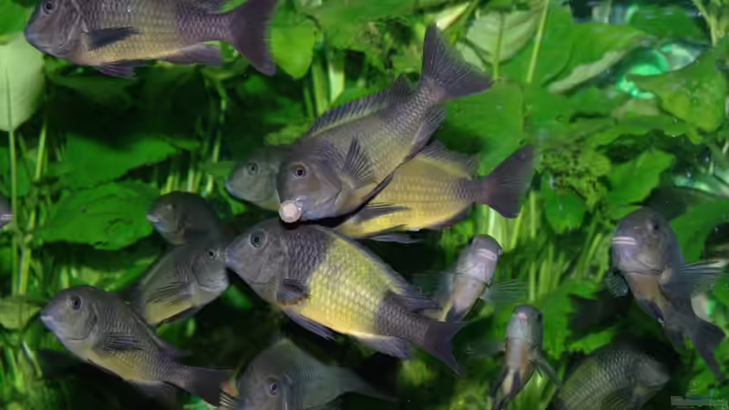 Ikola bei der Fütterung von Ikolaner (14)