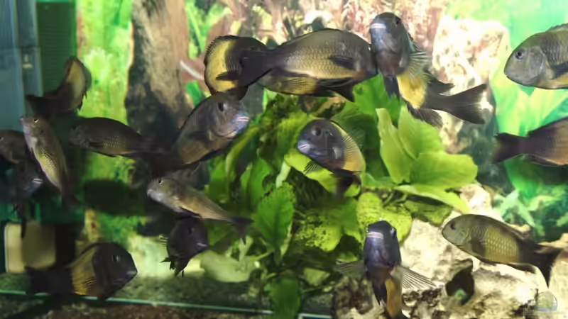 Ikola bei der Fütterung von Ikolaner (15)