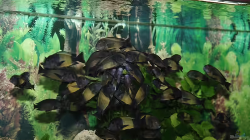 Ikola bei der Fütterung von Ikolaner (16)