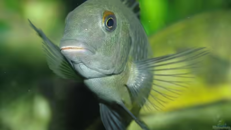 Ikola von Ikolaner (7)