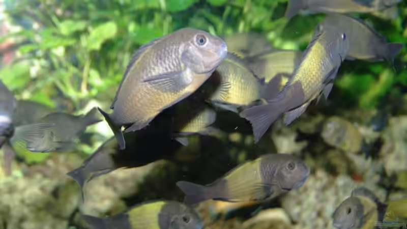 Ikola von Ikolaner (8)