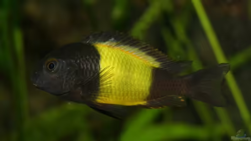 Ikola von Katrin Rätz (15)