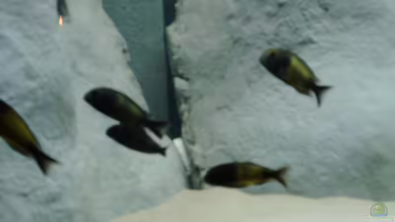 Ikolas von Nikki Meier (8)