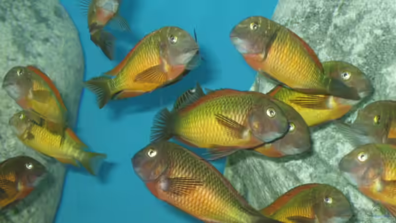 Ilangi WF von Kasanga (3)