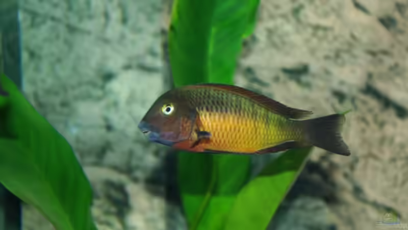 Ilangibock von Jens Beier (16)