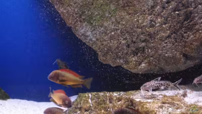 Ilangis u. Synodontis von Simmal (35)