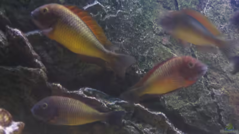 Ilangis von Simmal (18)