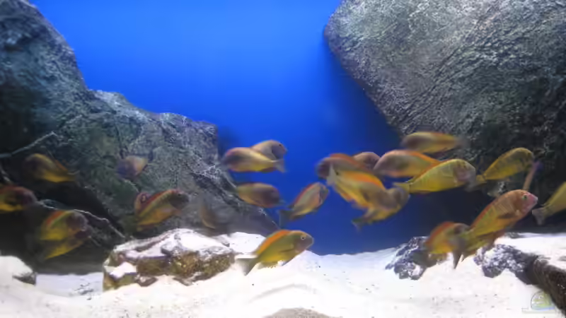 Ilangis von Simmal (23)