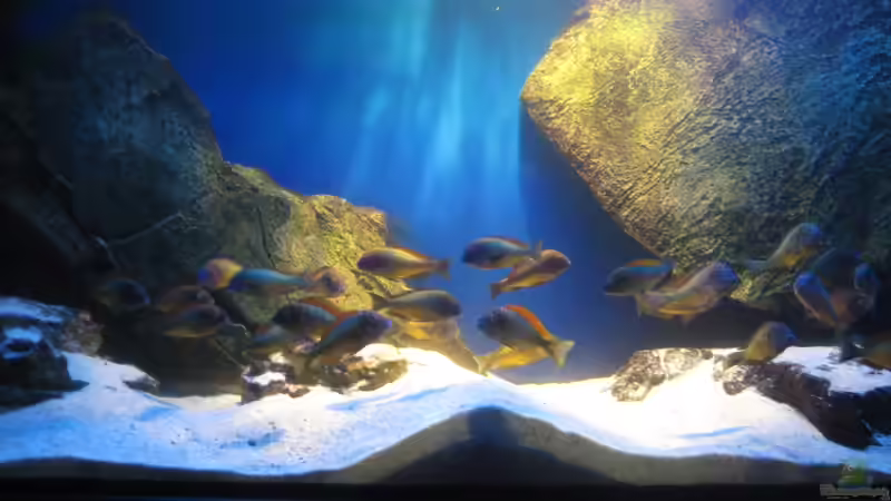 Ilangis von Simmal (24)