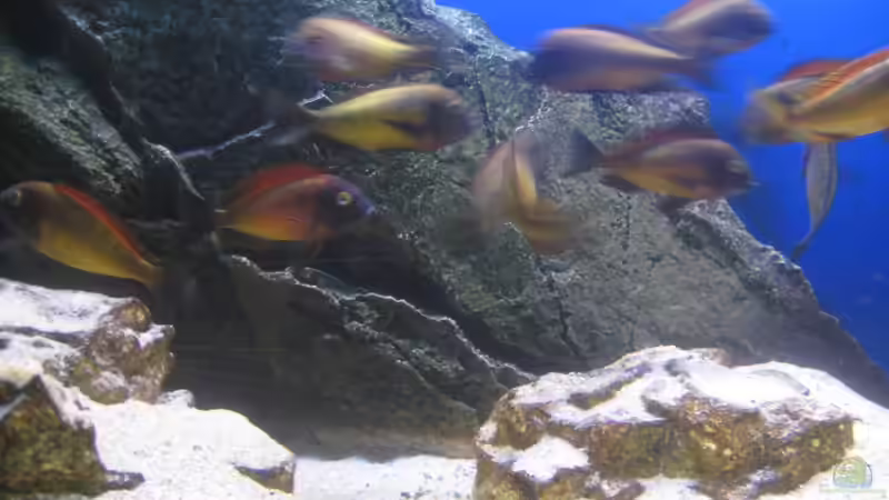 Ilangis von Simmal (25)