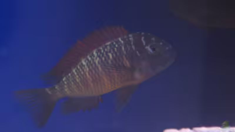 Ilangis von Simmal (26)