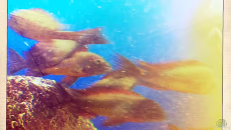 Ilangis von Simmal (28)