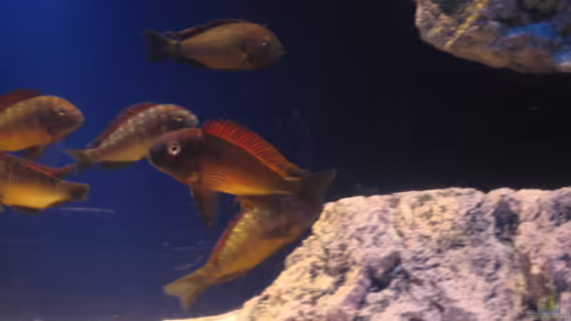 Ilangis von Simmal (29)