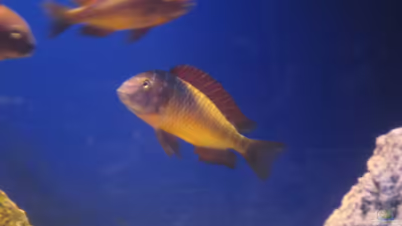 Ilangis von Simmal (30)