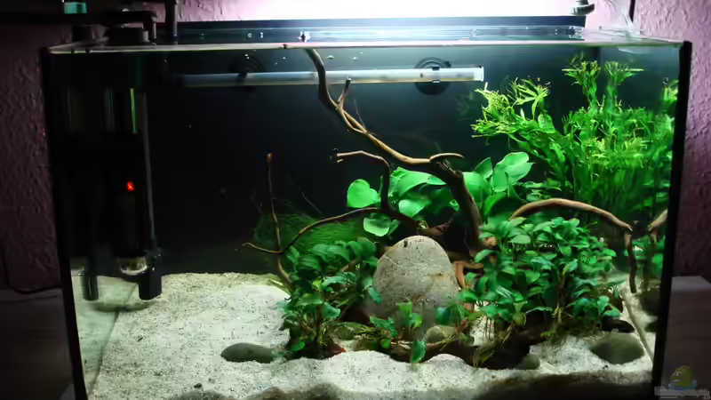 im 2. Monat von cantiga (8)