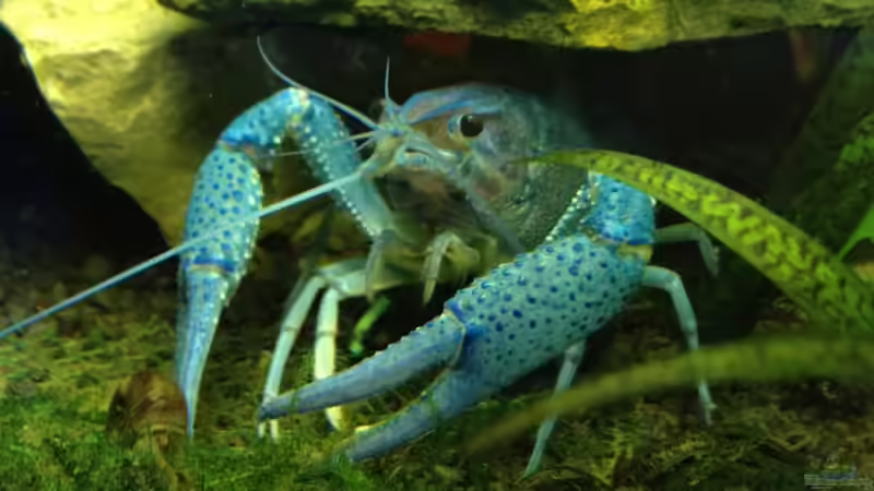 Im alten Becken... von Andree84 (33)