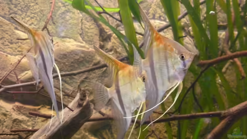 Im Alter von 4 Monaten von DerImperator (27)