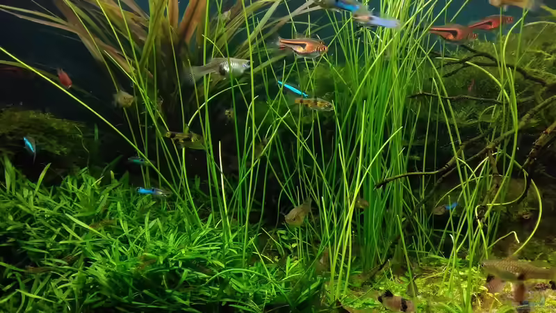 im August gepflanzt - Eleocharis montevidens von Grünhexe (14)