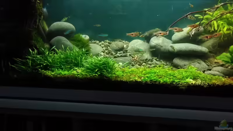 im August neu gemacht, sieht man im Dez. nix mehr von von Grünhexe (18)