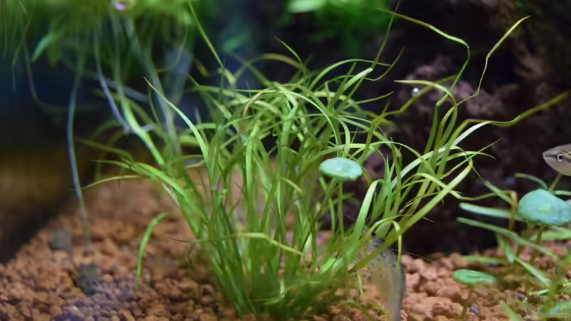 Im Bachlauf findet man Juncus repens mit Hydrocotyle leucocephala  von Junglist (60)