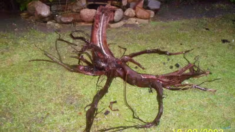 Im Becken sind viele Moorwurzeln von Didi (29)