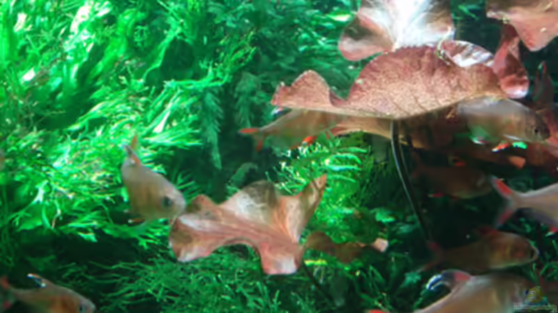 im Bild: Javafarn, Tigerlotus & Bolbitis von koba2 (17)