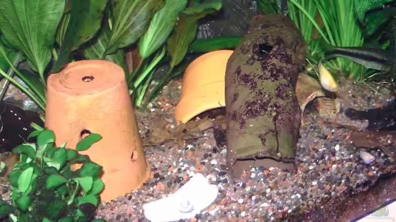 im Blumentopf ist die Behausung vom Ancistrus von Daggi Mittag (3)