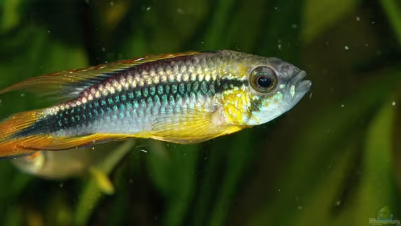 Im Cyclops-Schwarm! Agassizis Schlaraffenland. von Volker Hebestreit (12)