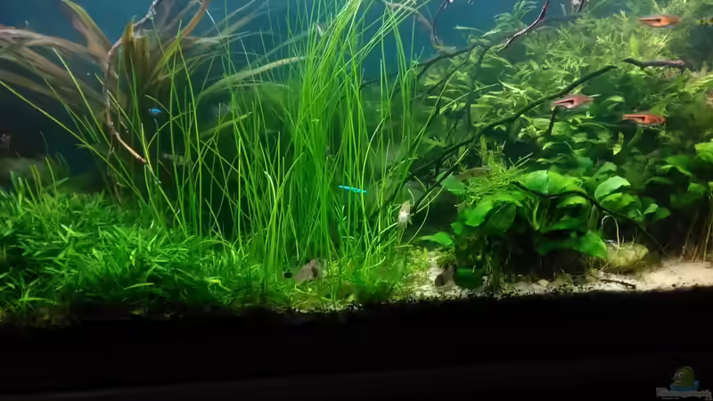 im Dez. 2017 von Grünhexe (30)