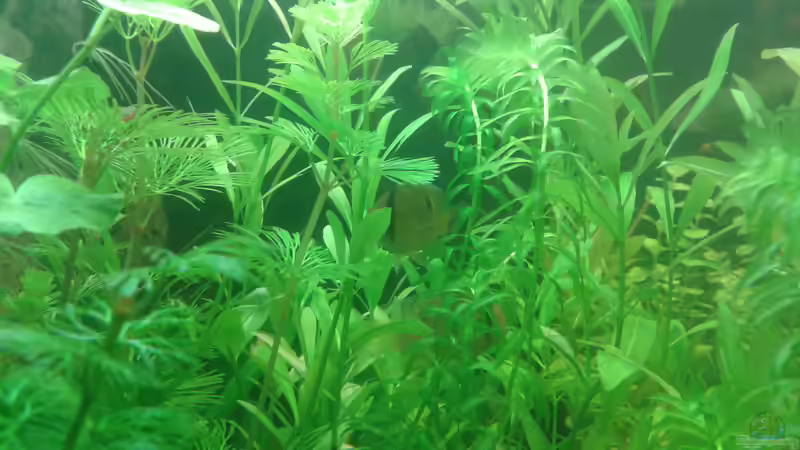 Im Dickicht von Deoroller (68)