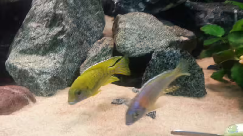 Im Duett von Udo Lehr (33)