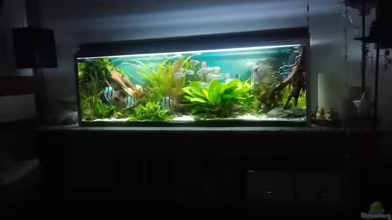 im Esszimmer Dez. 2017 von Grünhexe (50)