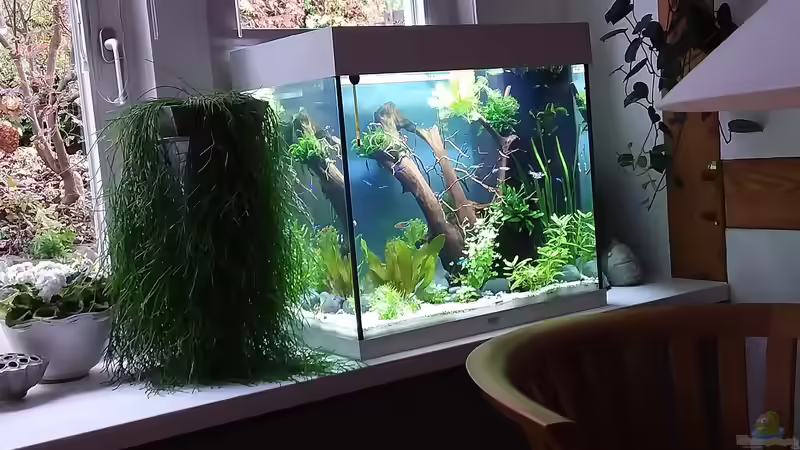 Im Esszimmer von Grünhexe (4)