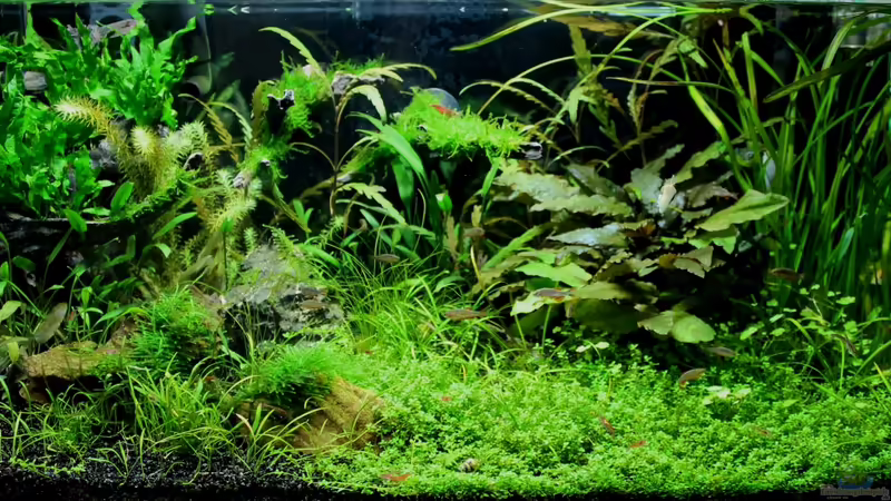 im Februar 2012 von die Perle... (5)