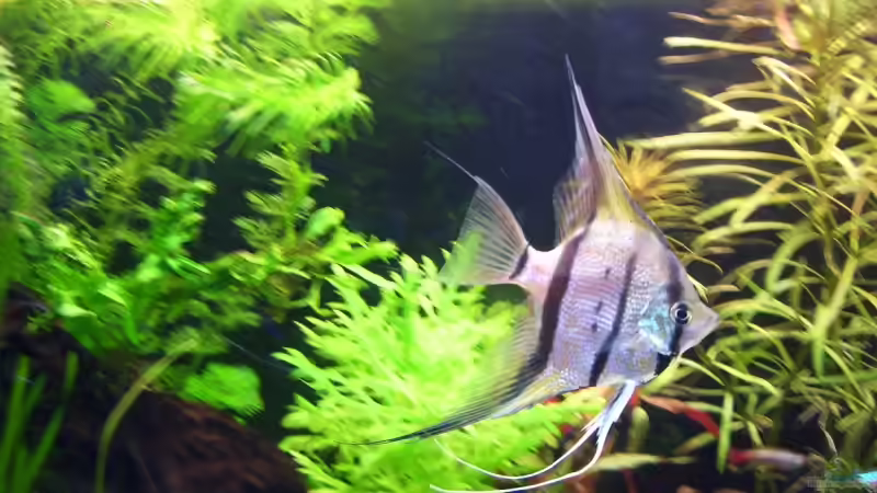 im flug ! von *Andy* (16)