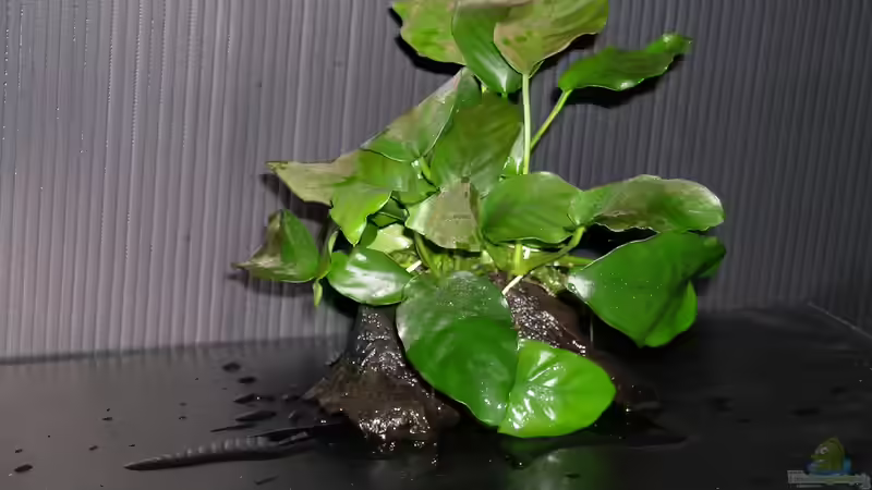 Im Fokus: Wasserpflanzen aus Afrika