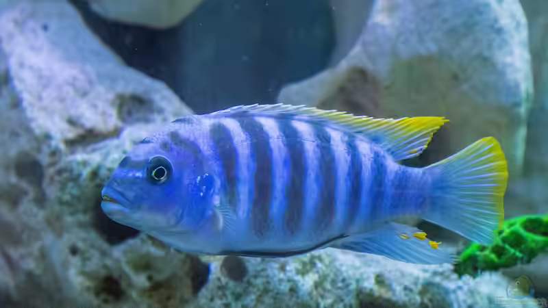 Im Fokus: Zierfische aus Afrika