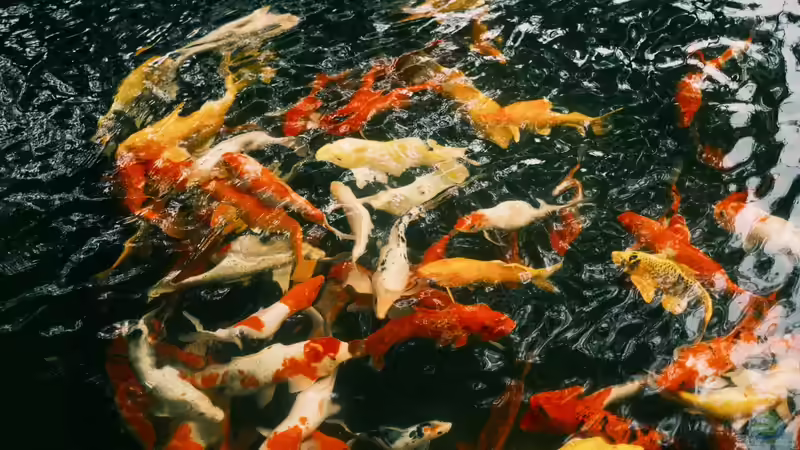 Im Frühjahr die ersten Fische in den Gartenteich einsetzen